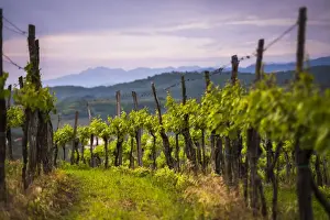 Wooden Post Prints: Vineyards and mountains near Smartno in the Goriska Brda wine region of Slovenia, Europe