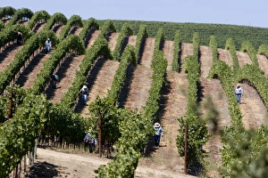 Napa Valley Prints: Vineyards in Napa Valley, California, United States of America, North America