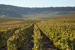 Vine Yard Prints: Vineyards near Avize, Champagne-Ardenne, France, Europe