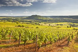 Vezelay Prints: Vineyards near to the Beaux Village de France of Vezelay in the Yonne area