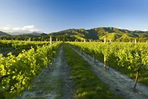 Images Dated 15th November 2008: Vineyards near Blenheim, Marlborough, South Island, New Zealand, Pacific