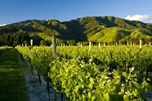 Vineyards near Blenheim, Marlborough, South Island, New Zealand, Pacific