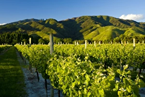 Images Dated 15th November 2008: Vineyards near Blenheim, Marlborough, South Island, New Zealand, Pacific