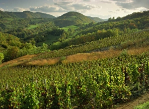 Rhone Alpes Prints: Vineyards near Cerdon, Bugey, Ain, Rhone Alpes, France, Europe