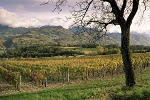 Savoie Prints: Vineyards near Chambery, Savoie, Rhone Alpes, France, Europe