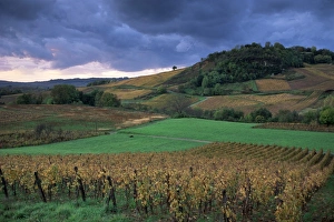 Overcast Skies Prints: Vineyards near Chateau Chalon, Jura, Franche Comte, France, Europe