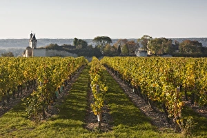 Indre Et Loire Prints: Vineyards near to the chateau of Chinon, Indre-et-Loire, Loire Valley, France, Europe