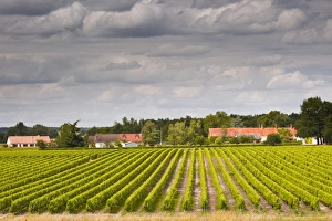 Loire Valley Prints: Vineyards near Chemery, Loir-et-Cher, Loire Valley, Centre, France, Europe