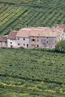 Vineyards near Fumane in the centre of the Valpolicella Classico zone