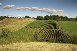 Landes Prints: Vineyards near Geaune, Tursan, Landes, Aquitaine, France, Europe