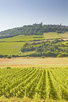 Vineyards near to the hilltop village of Vezelay in the Yonne area of Burgundy, France, Europe