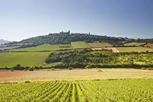 Vineyards near to the hilltop village of Vezelay in the Yonne area of Burgundy, France, Europe