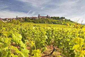 Yonne Prints: Vineyards near to the hilltop village of Vezelay in the Yonne area of Burgundy