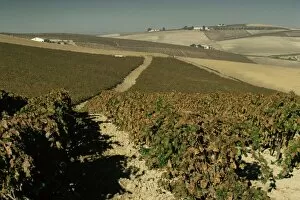 Cadiz Gallery: Vineyards near Jerez