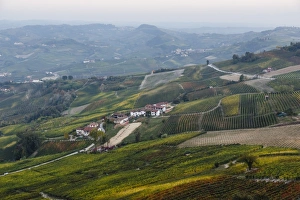 Langhe Prints: Vineyards near La Morra, Langhe, Cuneo district, Piedmont, Italy, Europe