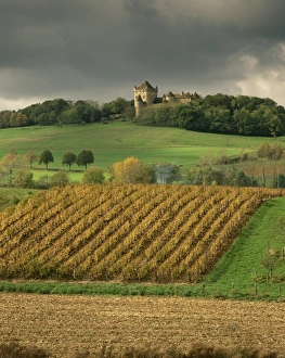 Jura Prints: Vineyards near Lons le Saunier, Jura, Rhone Alpes, France, Europe