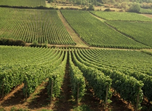 Vineyards near Lugny, Burgundy (Bourgogne), France, Europe