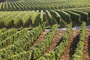 Luxembourg Prints: Vineyards near Machtum, Mosel Valley, Luxembourg, Europe