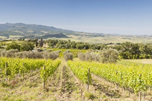 Montalcino Prints: Vineyards near to Montalcino, Val d Orcia