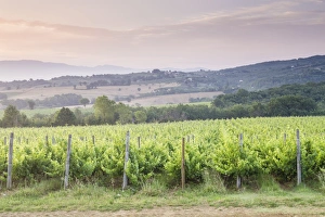 Rows Prints: Vineyards near to Montefalco, Umbria, Italy, Europe