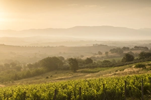 Viniculture Prints: Vineyards near to Montefalco, Umbria, Ittaly, Europe