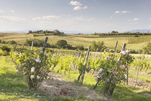 Montepulciano Prints: Vineyards near to Montepulciano, Tuscany, Italy, Europe