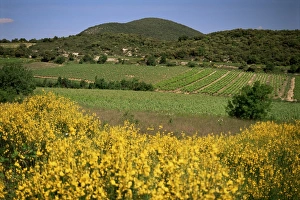 Herault Prints: Vineyards near Moureze, Herault, Languedoc-Roussillon, France, Europe