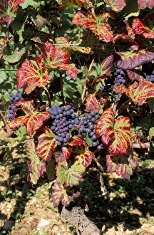 Leave Prints: Vineyards near Nuits St. Georges, Burgundy, France, Europe