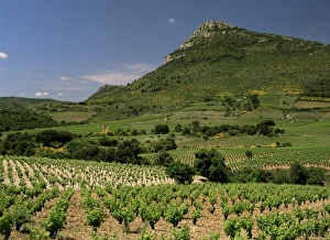 Herault Prints: Vineyards near Pezenas, Herault, Languedoc-Roussillon, France, Europe