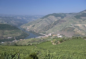 Pinhao Prints: Vineyards near Pinhao