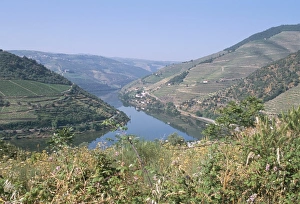 Vineyards near Pinhao