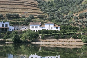Vineyards near Pinhao