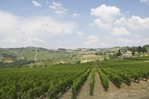 Wonderful Prints: Vineyards near Radda