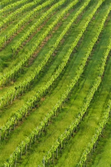Grow Prints: Vineyards near San Gimignano