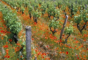 Farm Prints: Vineyards near Sauterne, Gironde, Aquitaine, France, Europe