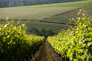 Vineyards near Stellenbosch in the Western Cape, South Africa, Africa
