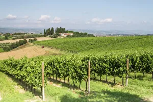 Viniculture Prints: Vineyards near to Todi, Umbria, Italy, Europe