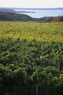 Images Dated 18th January 2000: Vineyards near Traverse City