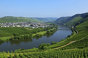 Vineyards near Trittenheim, Moselle Valley, Rhineland-Palatinate, Germany, Europe