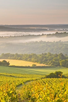 Yonne Prints: Vineyards near to Vezelay during a misty dawn, Yonne, Burgundy, France, Europe