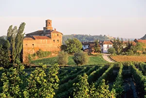Vineyard Prints: Vineyards around Novello, Province of Cuneo, Piedmont region, Italy, Europe