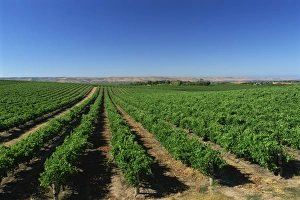 South Australia Prints: Vineyards, Oliverhill Wines, McLaren Vale, South Australia, Australia, Pacific