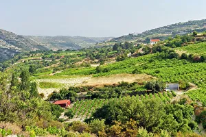 Estate Prints: Vineyards around Omodos, Troodos Mountains, Cyprus, Eastern Mediterranean Sea, Europe