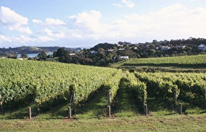 Vineyards, Ostend