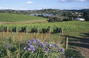 Waiheke Island Prints: Vineyards, Ostend
