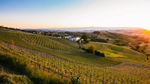 Vineyards in the Piedmont region of northern Italy, Europe