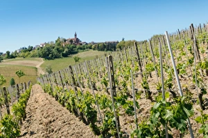 Grapevine Prints: Vineyards in the Piedmont region of northern Italy, Europe