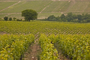 Vine Yard Prints: Vineyards, Prehy, Burgundy, France, Europe
