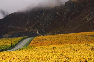 Queenstown Prints: Vineyards, Queenstown