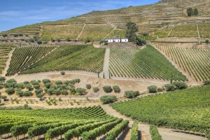 Vineyards, Quinta do Crasto, Alto Douro Wine Valley, UNESCO World Heritage Site, Portugal